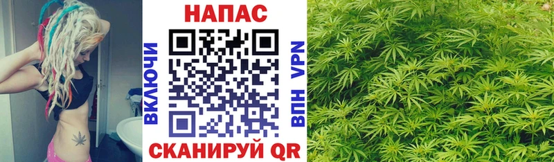 Конопля план  Коряжма 